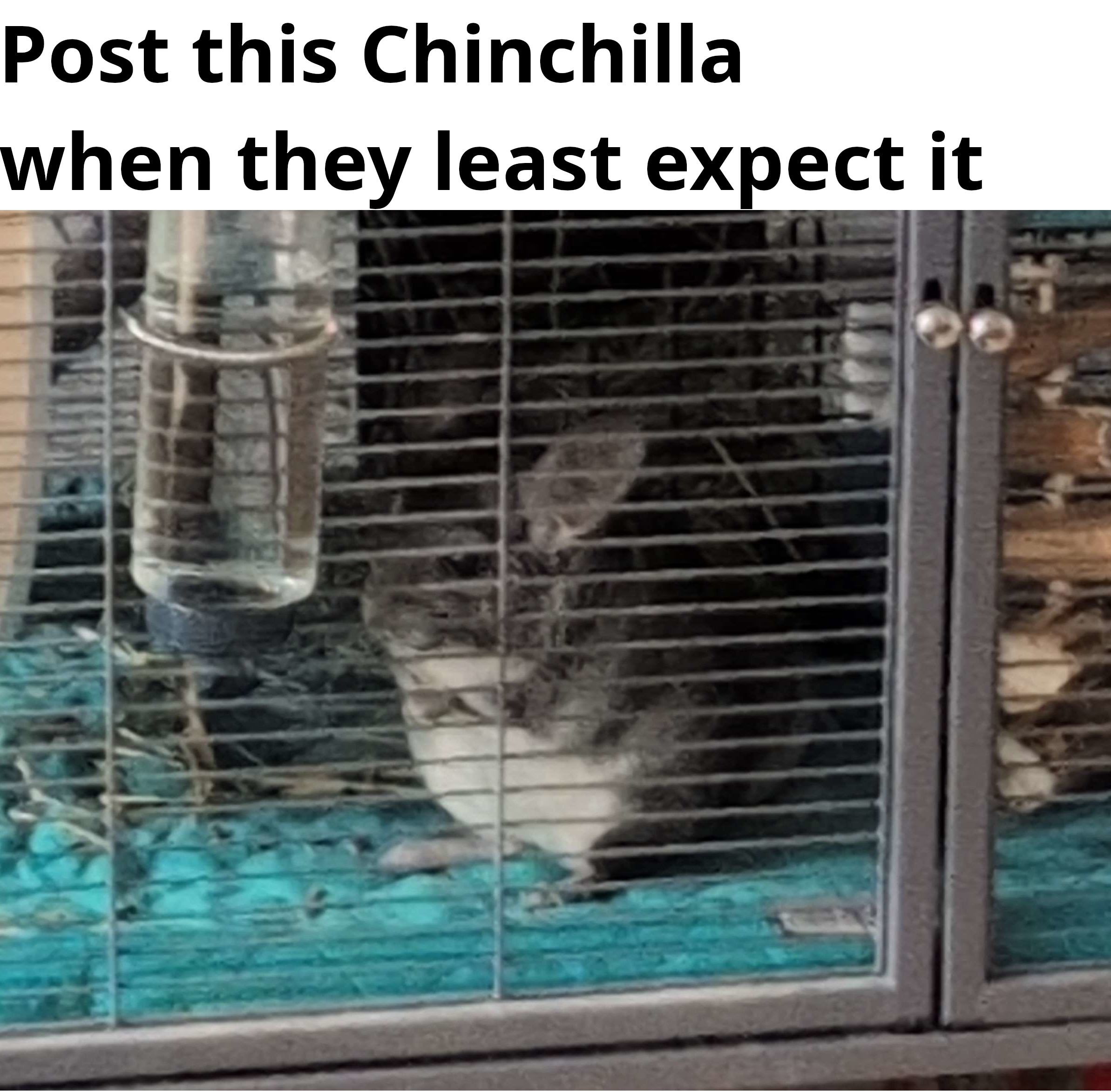Pinto_Bean_the_chinchilla
